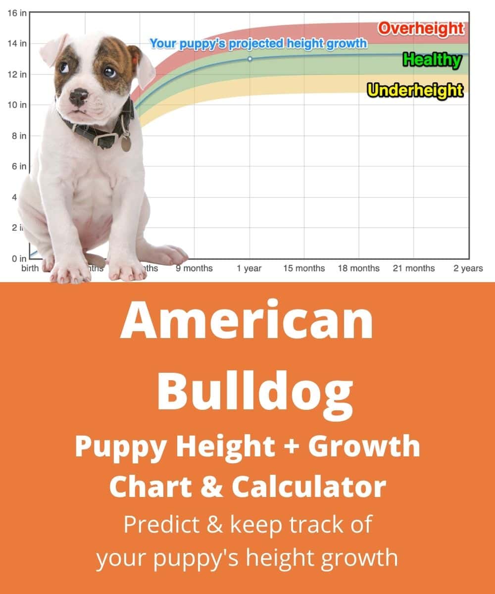 american-bulldog Puppy height Growth Chart american-bulldog Puppy height Growth Chart